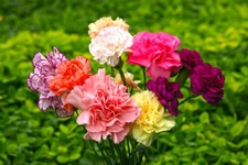 Karanfilin Faydaları Nelerdir?