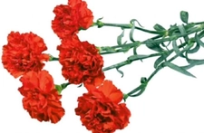 Kırmızı Karanfil Kullanımı ve Faydaları Nelerdir?