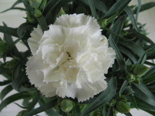 Beyaz Karanfil Çiçeği